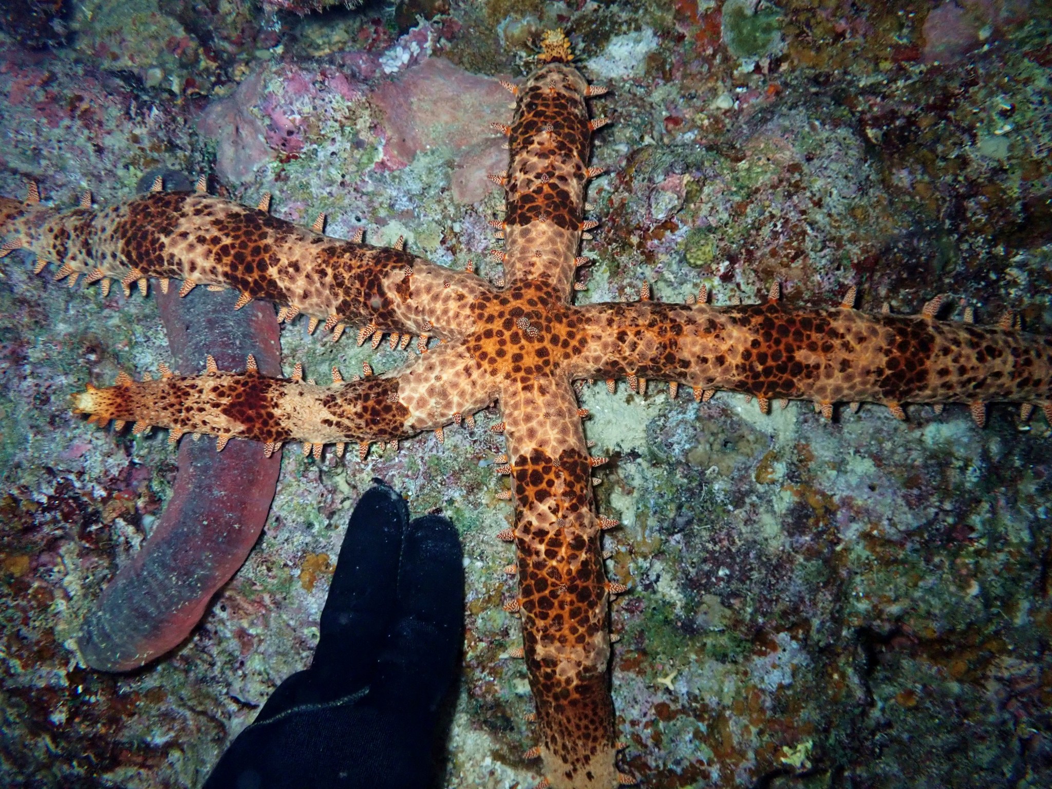 Studded Sea Star